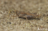 Slender Groundhopper (Tetrix subulata)