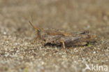 Slender Groundhopper (Tetrix subulata)