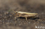 Slender Groundhopper (Tetrix subulata)