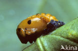 Zevenstippelig lieveheersbeestje (Coccinella septempunctata