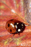 Zevenstippelig lieveheersbeestje (Coccinella septempunctata