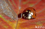 Zevenstippelig lieveheersbeestje (Coccinella septempunctata