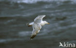 Zilvermeeuw (Larus argentatus)