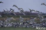 Zilvermeeuw (Larus argentatus)