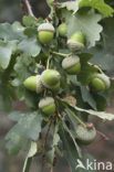 Zomereik (Quercus robur)