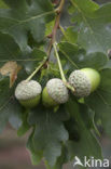 Zomereik (Quercus robur)