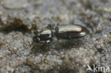 Zoutgravertje (Dyschirius salinus)