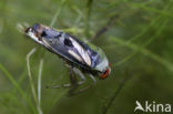 Waterboatman (Notonecta obliqua)