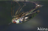 Waterboatman (Notonecta obliqua)