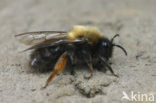 Zwart-rosse zandbij (Andrena clarkella)