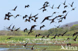 Red-billed whistling duck (Dendrocygna autumnalis)