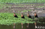 Red-billed whistling duck (Dendrocygna autumnalis)
