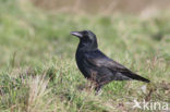 Zwarte Kraai (Corvus corone)