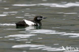 Black Guillemot