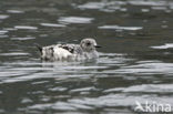 Black Guillemot