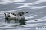 Zwarte Zeekoet (Cepphus grylle)