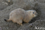 Zwartstaartprairiehond (Cynomys ludovicianus)