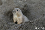 Zwartstaartprairiehond (Cynomys ludovicianus)