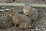 Zwartstaartprairiehond (Cynomys ludovicianus)