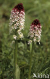 Aangebrande orchis (Neotinea ustulata) 