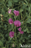 Tuberous Pea (Lathyrus tuberosus)