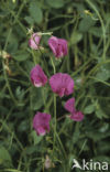 Tuberous Pea (Lathyrus tuberosus)