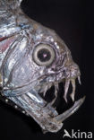 Sloane’s viperfish (Chauliodus sloani)