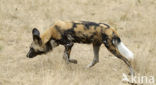 African wild dog (Lycaon pictus) 