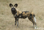 African wild dog (Lycaon pictus) 