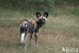 African wild dog (Lycaon pictus) 