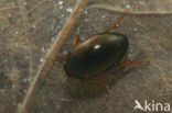 Agabus uliginosus