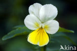 Field Pansy (Viola arvensis)