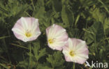 Akkerwinde (Convolvulus arvensis)