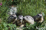 Alpine Marmot (Marmota marmota)