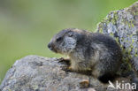 Alpine Marmot (Marmota marmota)