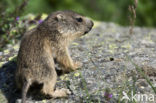 Alpine Marmot (Marmota marmota)