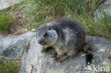 Alpine Marmot (Marmota marmota)