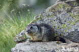 Alpine Marmot (Marmota marmota)