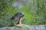 Alpine Marmot (Marmota marmota)