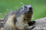 Alpine Marmot (Marmota marmota)