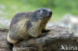 Alpine Marmot (Marmota marmota)