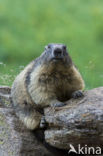 Alpine Marmot (Marmota marmota)