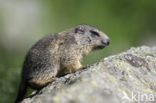 Alpine Marmot (Marmota marmota)