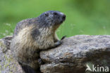 Alpine Marmot (Marmota marmota)