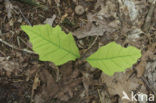 Amerikaanse eik (Quercus rubra)