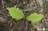 Red Oak (Quercus rubra)