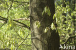 Red Oak (Quercus rubra)