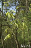 Red Oak (Quercus rubra)