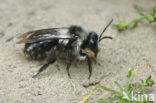 Asbij (Andrena cineraria)