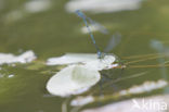 Azuurwaterjuffer (Coenagrion puella)